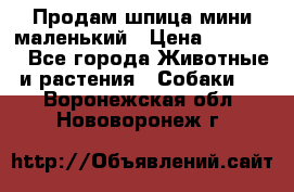 Продам шпица мини маленький › Цена ­ 15 000 - Все города Животные и растения » Собаки   . Воронежская обл.,Нововоронеж г.